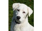Adopt Lucky a Mixed Breed, Great Pyrenees