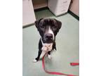 Adopt Kevy a Pit Bull Terrier