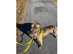 Adopt Marvin a Pit Bull Terrier