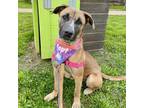 Adopt Travis Barker a Black Mouth Cur