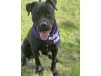 Adopt Rocket man a Pit Bull Terrier, Labrador Retriever