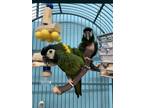 Adopt George & Max a Macaw