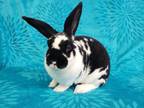 Adopt Herbert a Mini Rex