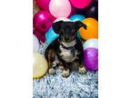 Adopt David - adoption pending a Dachshund, Beagle