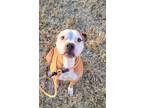 Adopt BRUTUS a Pit Bull Terrier, Boxer
