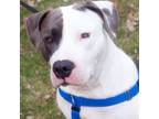 Adopt Grover a Pit Bull Terrier