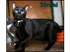 Adopt Strudel a Domestic Short Hair