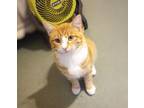 Adopt Reggie a Domestic Short Hair