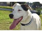 Adopt Rabbit a English Pointer, American Staffordshire Terrier