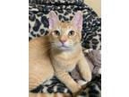 Adopt Arun a Domestic Short Hair