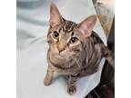 Adopt Disney Prince & Princess - Phillip a Domestic Short Hair