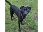 Adopt Guinness a Black Labrador Retriever, Pit Bull Terrier