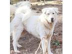 Adopt Fuego a Siberian Husky, Great Pyrenees