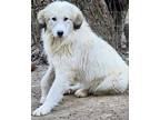 Adopt Manu a Great Pyrenees, Maremma Sheepdog