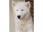 Adopt Laurent a Siberian Husky