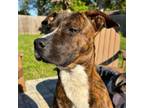 Adopt Nino a American Staffordshire Terrier