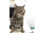 Adopt Kala a Tabby