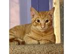 Adopt Gemini (with Lucy) a Domestic Short Hair