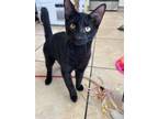 Adopt Athos a Domestic Short Hair