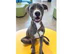 Adopt Amos a Pit Bull Terrier