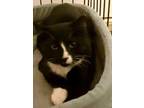 Adopt Tommy a Tuxedo