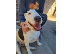 Adopt Stanley a Bull Terrier