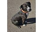 Adopt Kristoff a Pit Bull Terrier