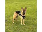 Adopt Dustin a German Shepherd Dog, Mixed Breed