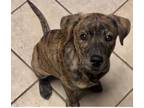 Adopt Rooster a Boxer, Pit Bull Terrier