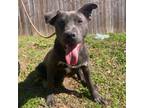 Adopt Dillion a Bull Terrier, Mixed Breed