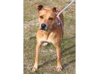 Adopt Peach a Terrier, Rhodesian Ridgeback