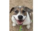 Adopt Sally a American Staffordshire Terrier