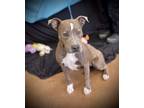 Adopt Lyra a Pit Bull Terrier