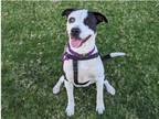 Adopt SHIRLEY a Pointer, Siberian Husky