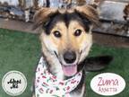 Adopt ZUMA a German Shepherd Dog