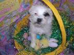 Adopt Samantha - must go with Dylan a Terrier