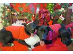 Adopt Simone a Black Labrador Retriever, Bull Terrier