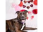 Adopt Haley a Boxer, Pit Bull Terrier