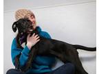 Adopt Diamond a Labrador Retriever, Great Dane