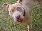 Adopt LEAH a American Staffordshire Terrier, Mixed Breed