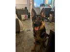 Adopt Code Red - Angelique a German Shepherd Dog