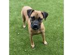 Adopt Road Block a Black Mouth Cur