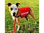 Adopt Elizabeth - (Adoption Sponsored) a Pit Bull Terrier