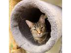 Adopt Tequila a Domestic Short Hair