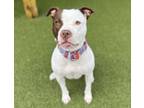 Adopt Sweety a Pit Bull Terrier, Mixed Breed