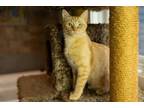 Adopt PURRL a Domestic Short Hair