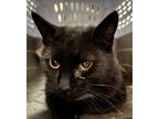 Adopt Sue Anne a American Shorthair