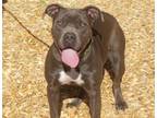 Adopt FAWN a Pit Bull Terrier, Mixed Breed