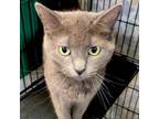 Adopt Church a Domestic Short Hair