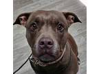 Adopt Merry a Pit Bull Terrier